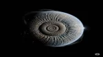 ammonite new solar system mystery