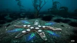 Sea Mystery world Cause of Starfish Death Solved