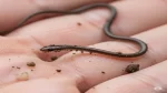 Snake World Smallest Blind Snake